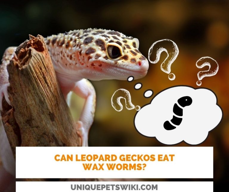 Detailed Can Leopard Geckos Eat Wax Worms Capture Illustration Detailed Can Leopard Geckos Eat Wax Worms Capture Illustration