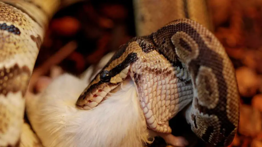 Are Ball Pythons Dangerous To House Pets?