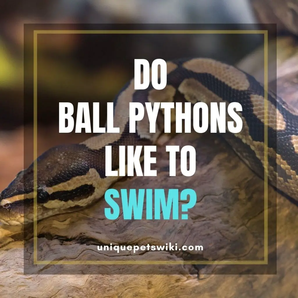 Do Ball Pythons Like To Swim?
