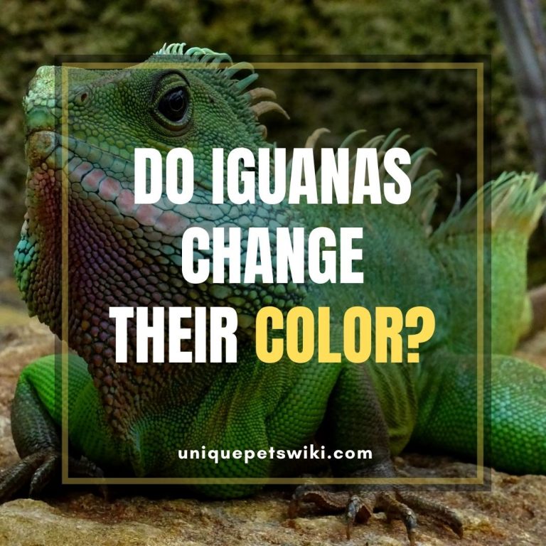 Do Iguanas Change Color? Iguanas Color Change To Brown, Orange, And Yellow