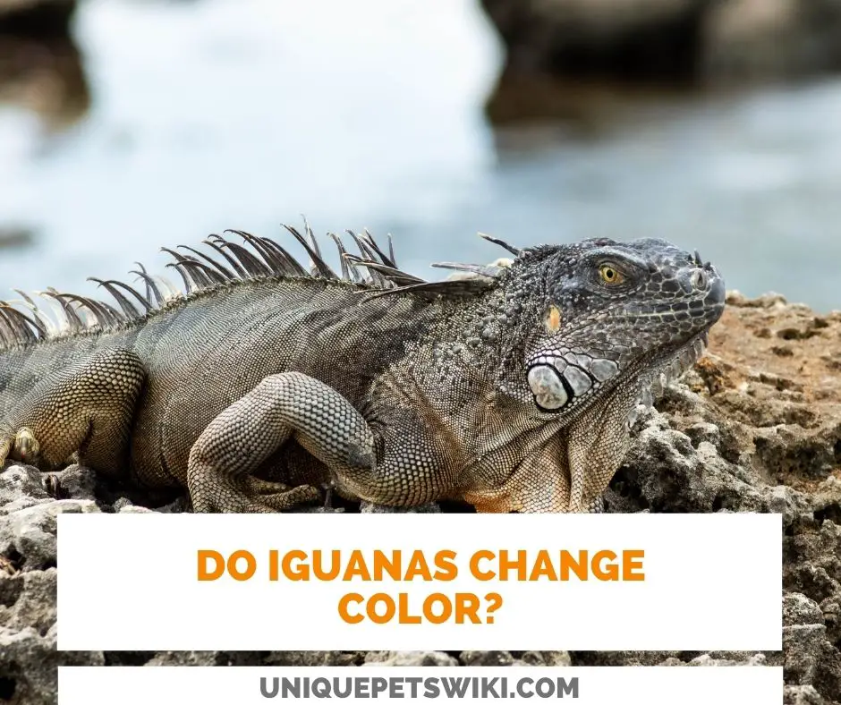 Do Iguanas Change Color