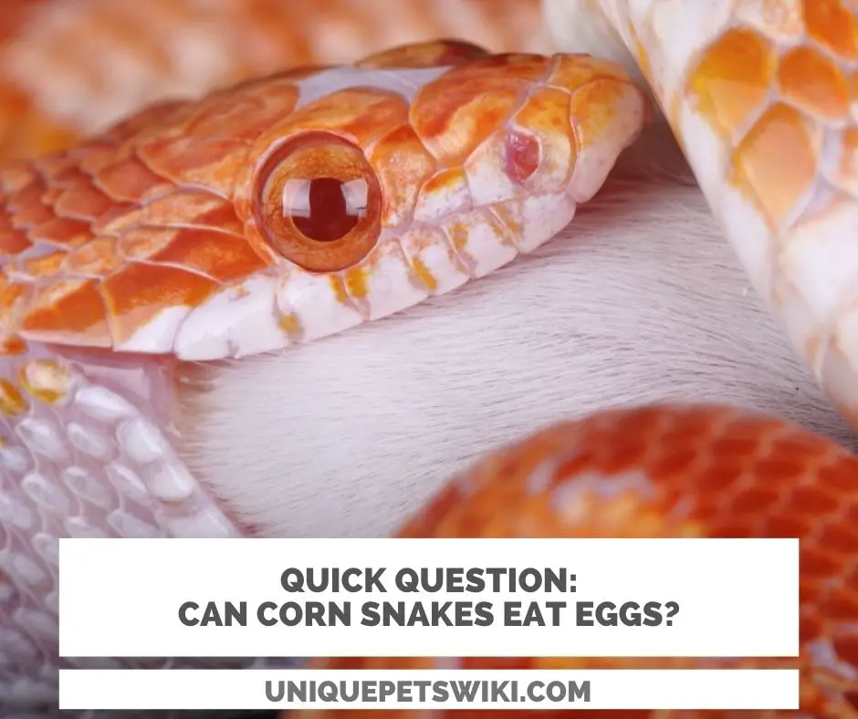 Can corn snakes eat eggs?