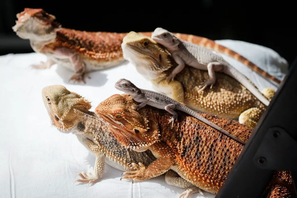 Best Protein for Bearded Dragons (Include Live Food)