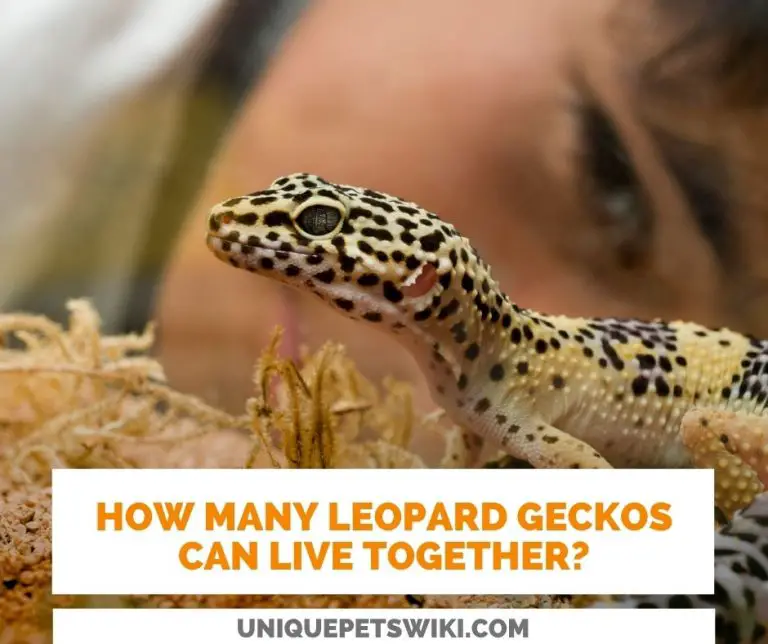 How Many Leopard Geckos Can Live Together? (Male & Female)