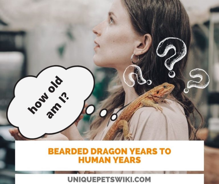 original-bearded-dragon-years-to-human-years-calculator