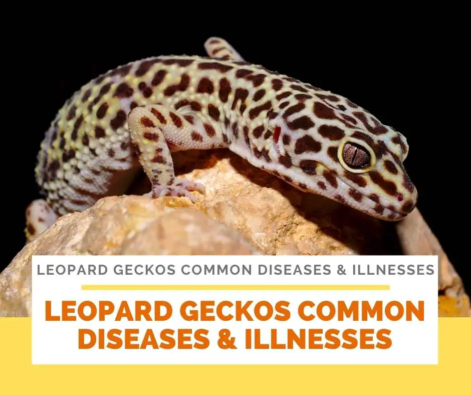 Leopard Geckos Common Diseases & Illnesses