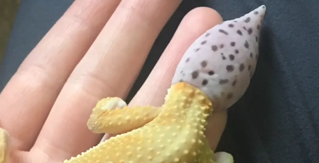 Growing Leopard Gecko's Tail