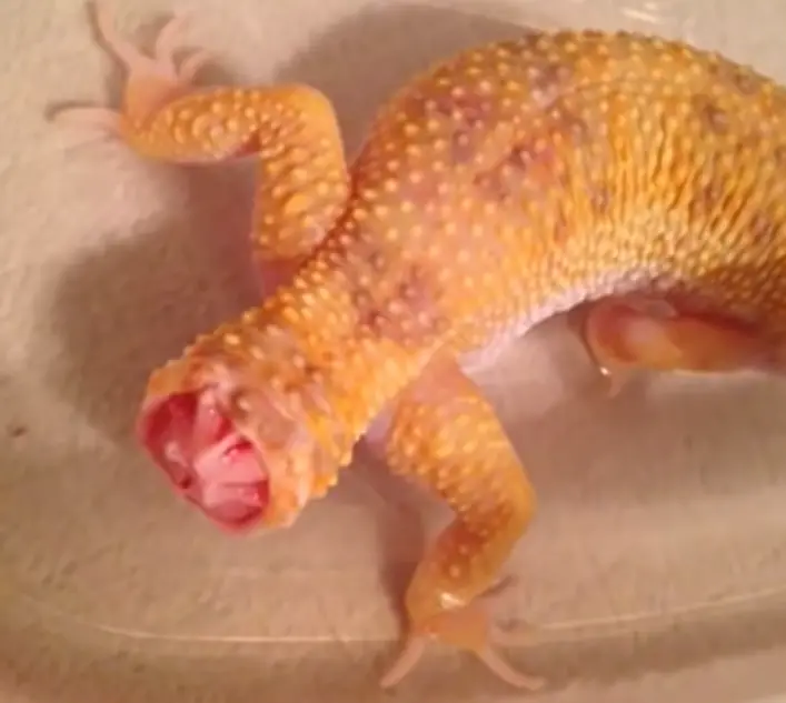 Leopard gecko dropped tail