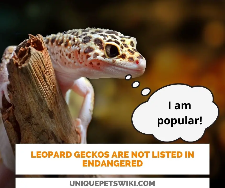 leopard geckos are not listed among the endangered animals