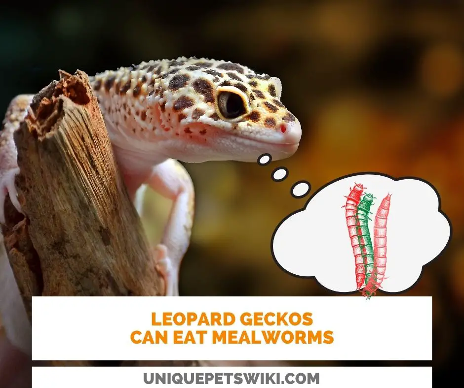 Can Leopard Geckos Eat Mealworms? Yes they can