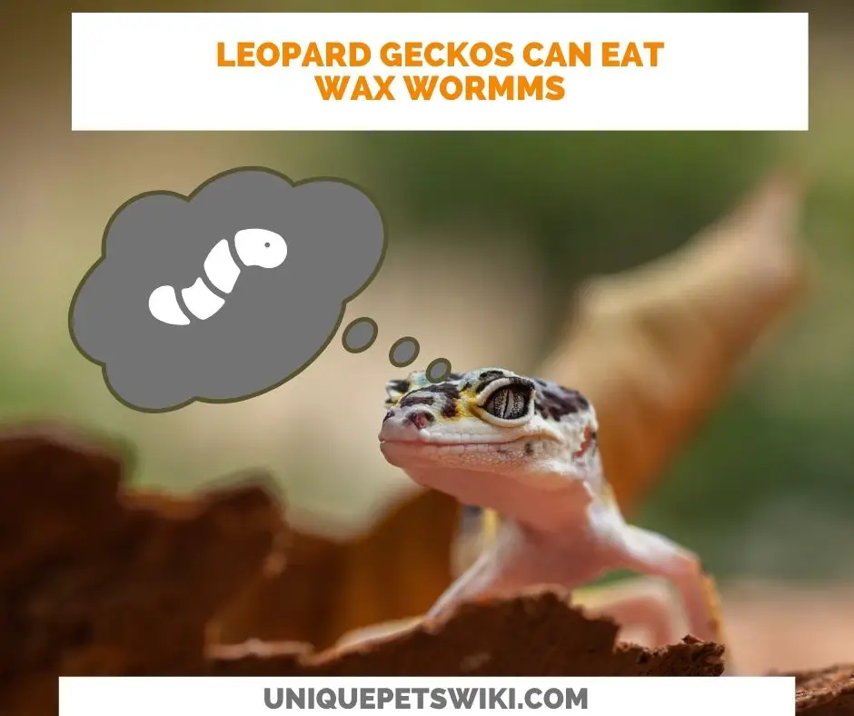 Can Leopard Geckos Eat Wax Worms? Yes, they can eat wax worms