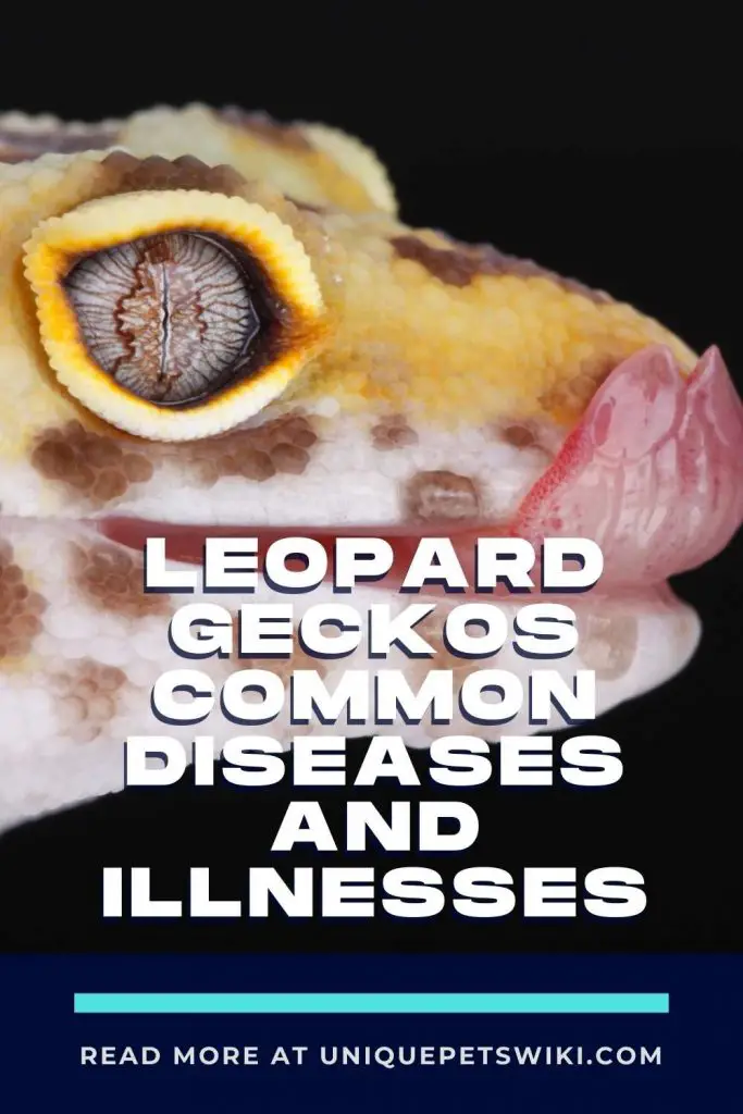 Leopard Geckos Common Diseases And Illnesses