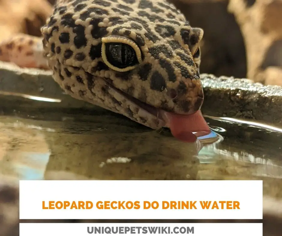 leopard geckos do drink water