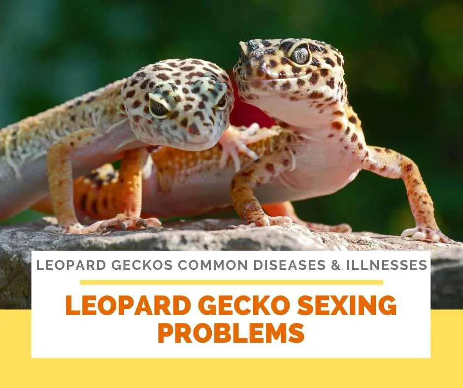 Leopard Gecko Sexing Problems