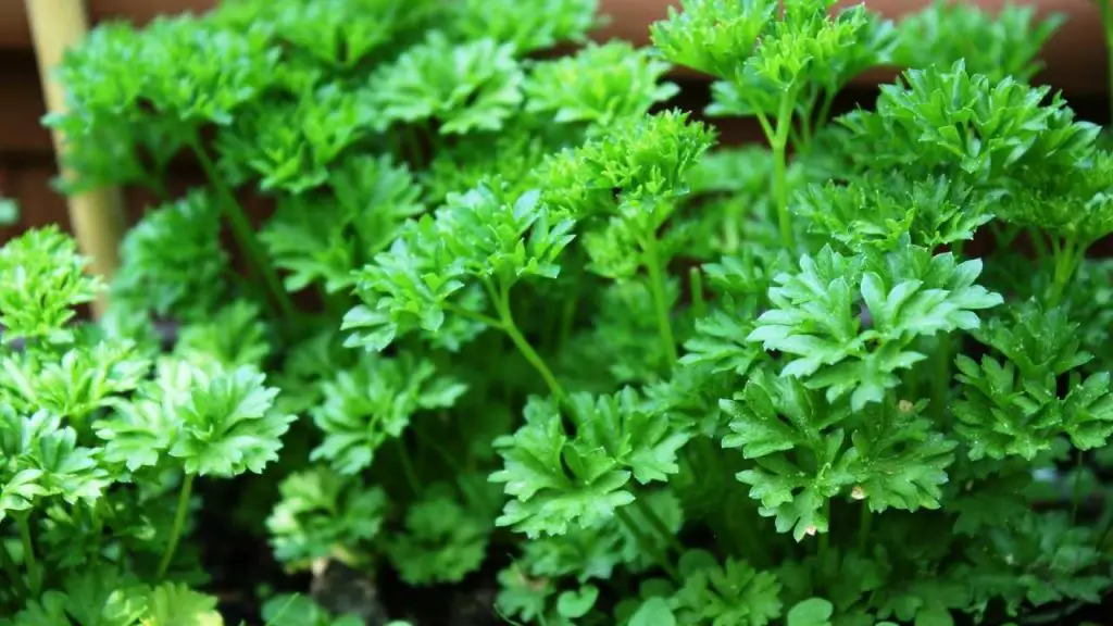 Nutritional Information Of Parsley