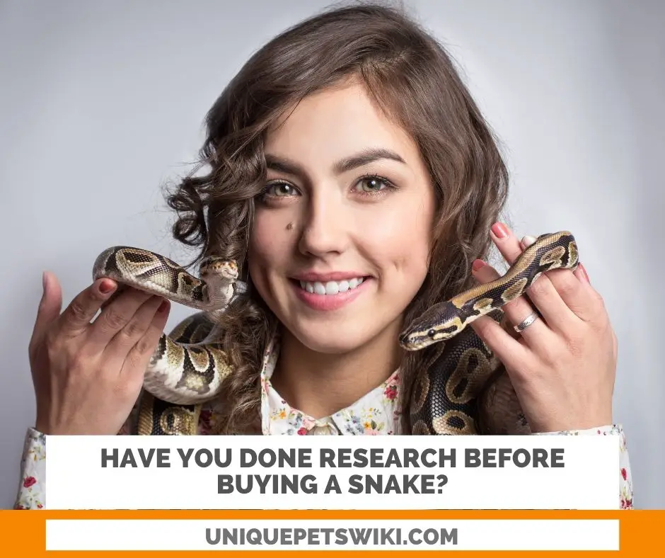 research before buying a snake is a must