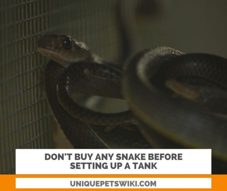 Top 10 Common Rookie Mistakes of Snakes Owners - Common Snake Care Mistakes For New Home Owners