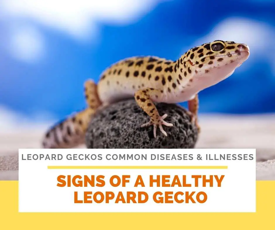 Signs Of A Healthy Leopard Gecko
