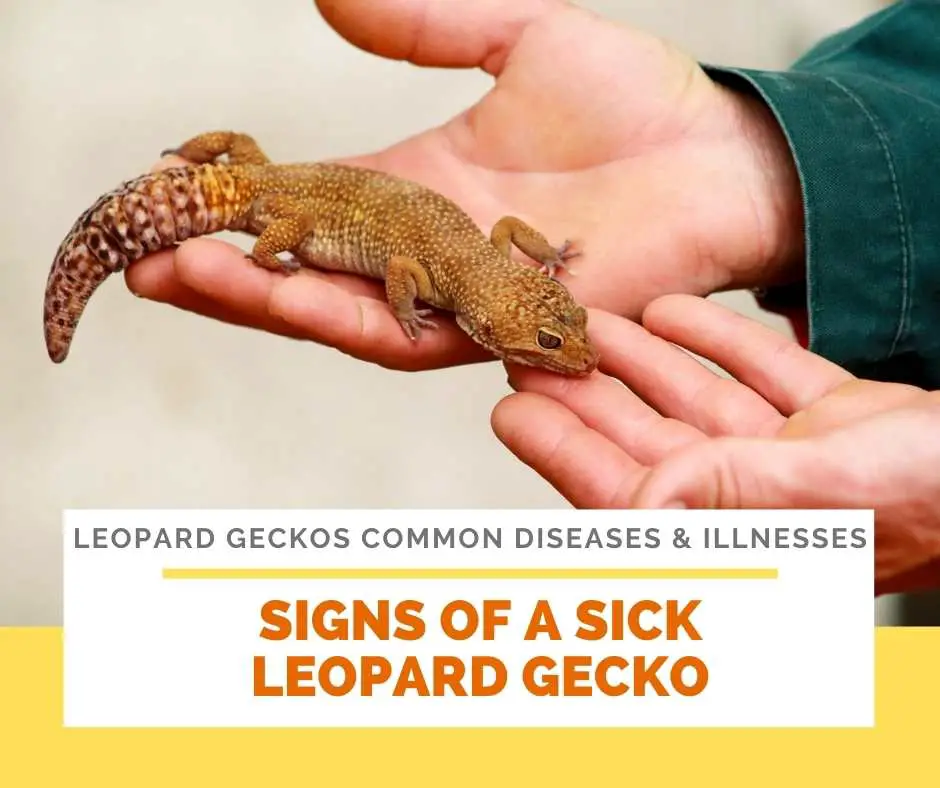 Signs Of A Sick Leopard Gecko