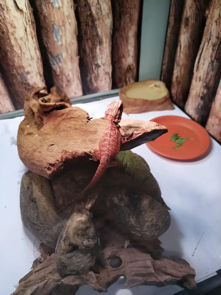 bearded dragon care: The ideal habitat set up