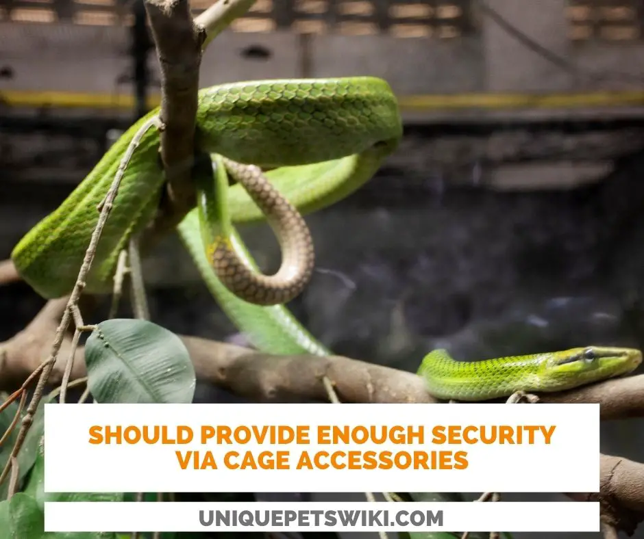 Owners should provide enough accessories in snake cage