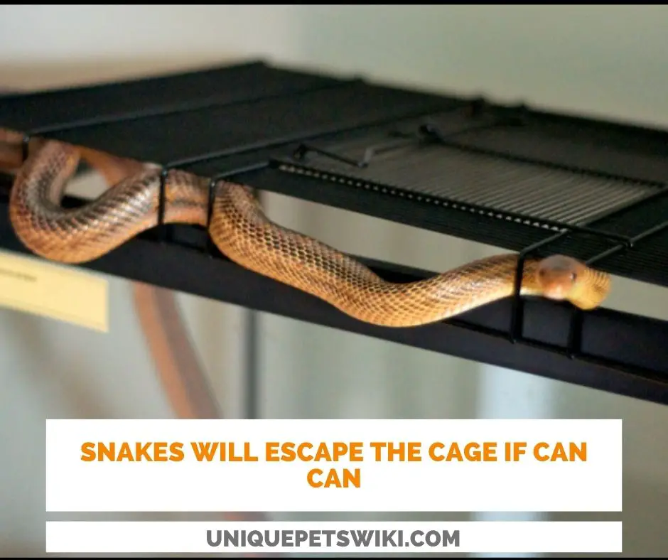 Underestimating The Snake’s Ability To Escape