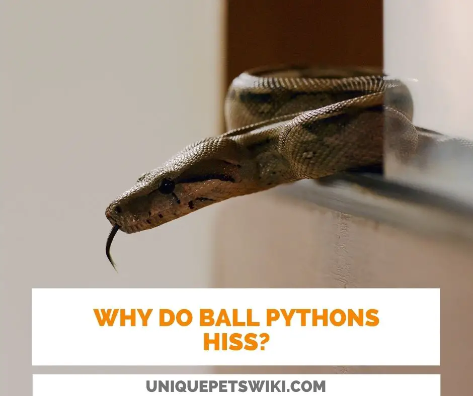 Why Do Ball Pythons Hiss?