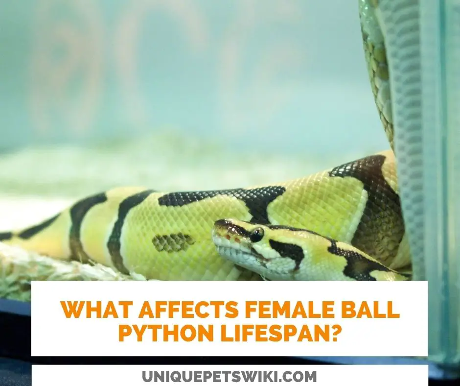 female-ball-python-lifespan-3-facts-you-didn-t-know