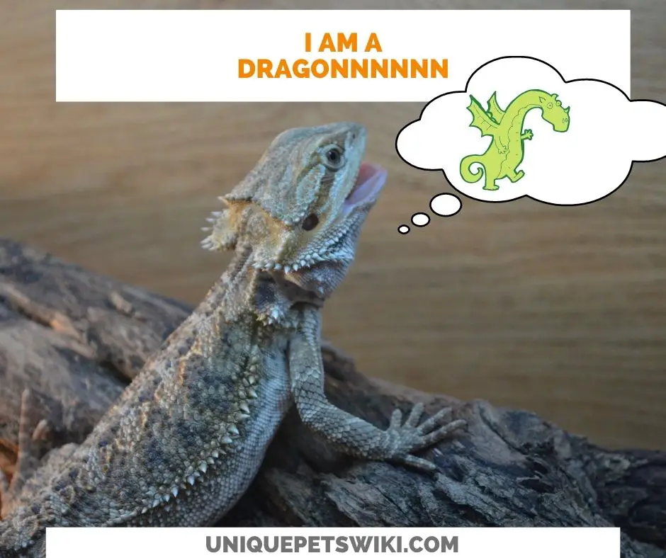 what are bearded dragons