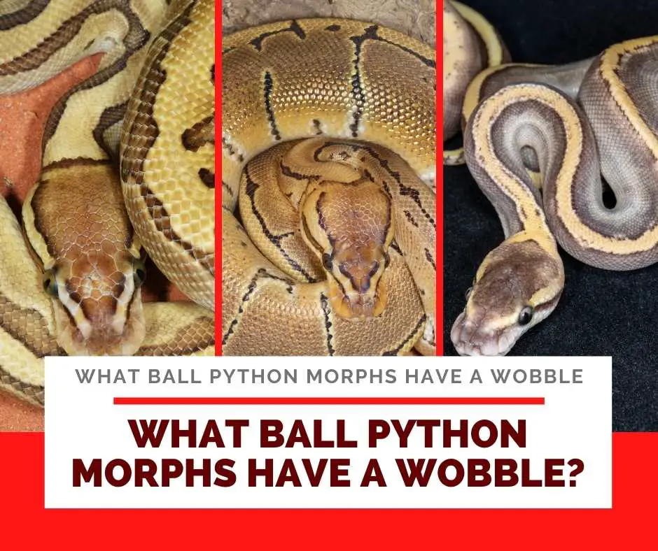 What Ball Python Morphs Have A Wobble?