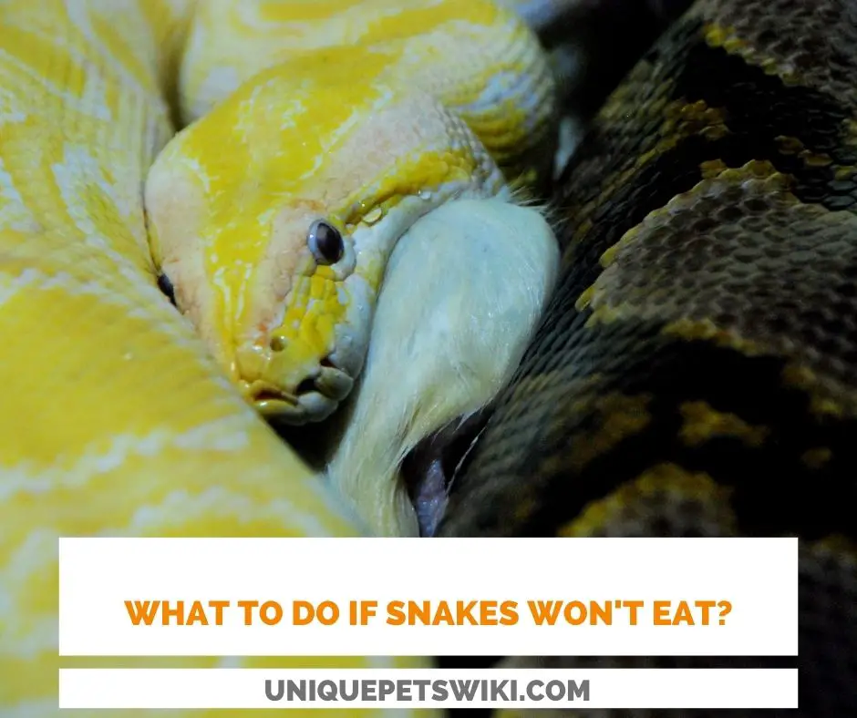 Do you know what to do if your snakes won't eat?