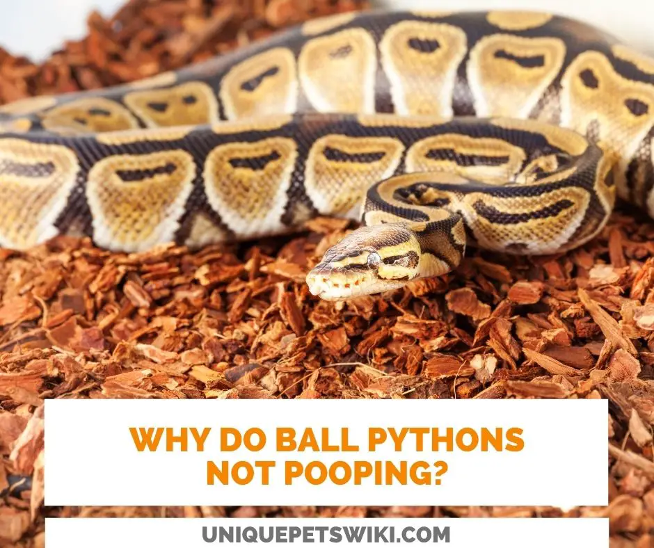 why do ball pythons not pooping?