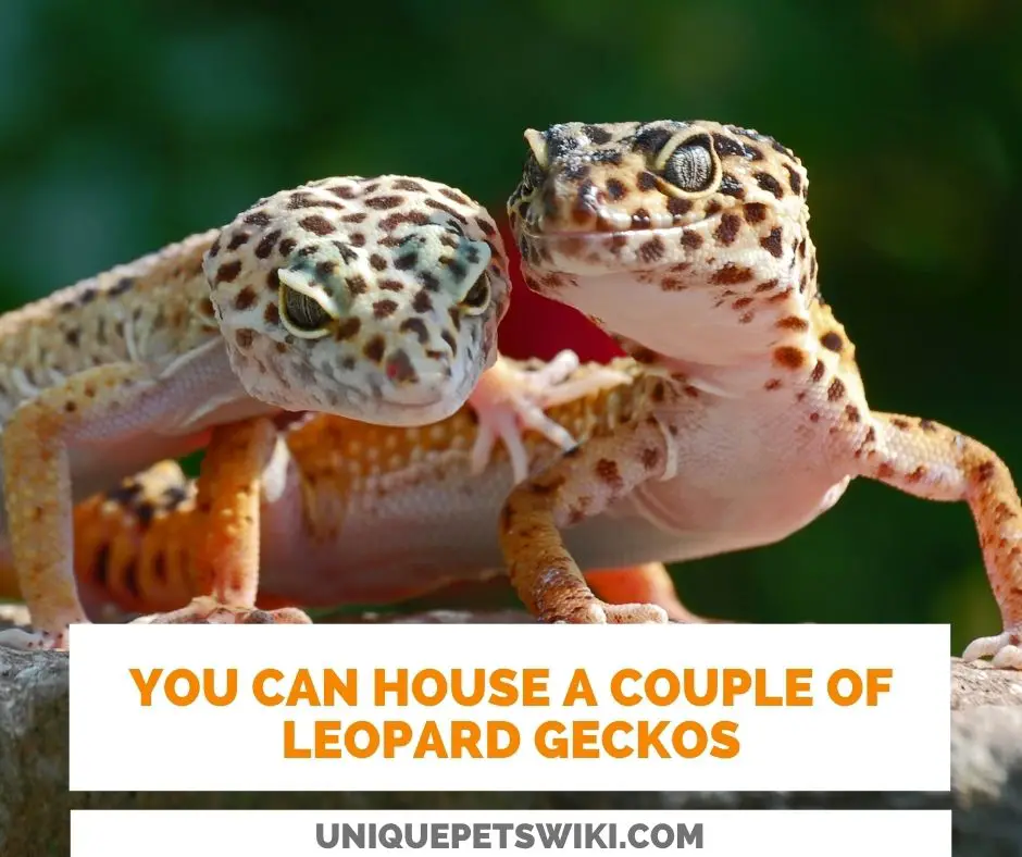 You can keep multiple female leopard geckos with a male leo