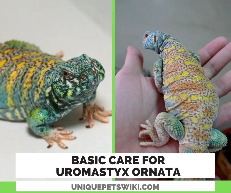 Basic Care For Uromastyx Ornata
