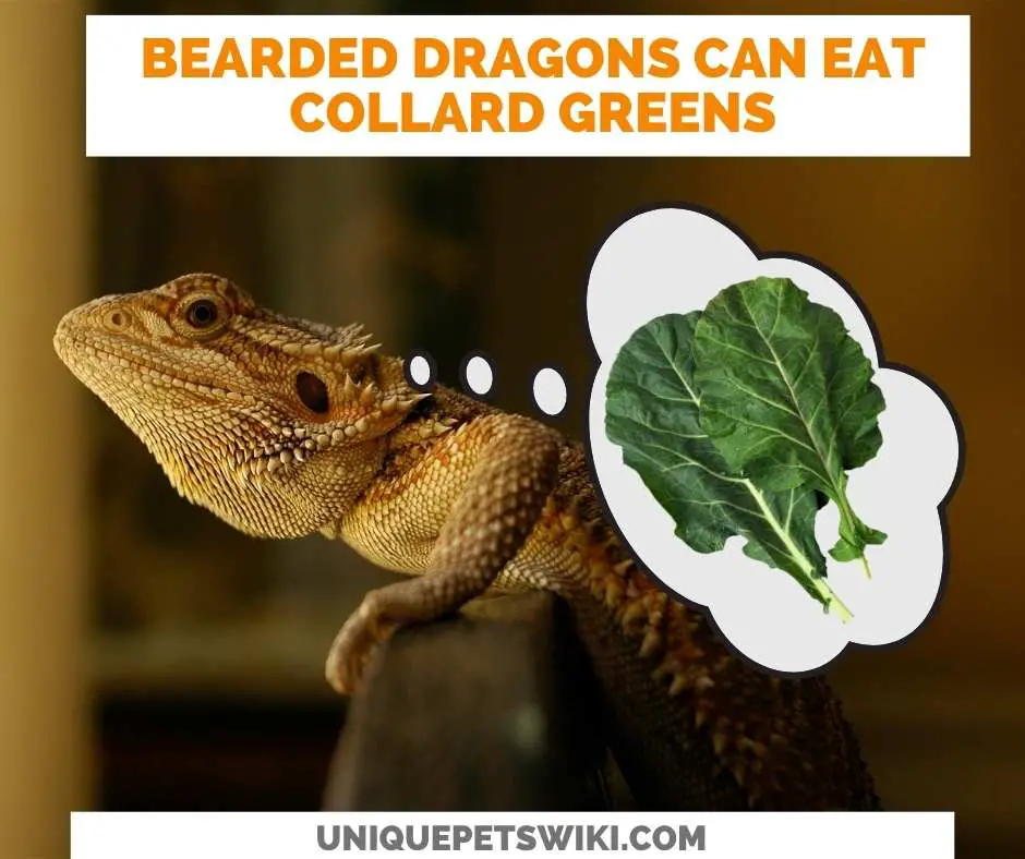Can Bearded Dragons Eat Collard Greens?