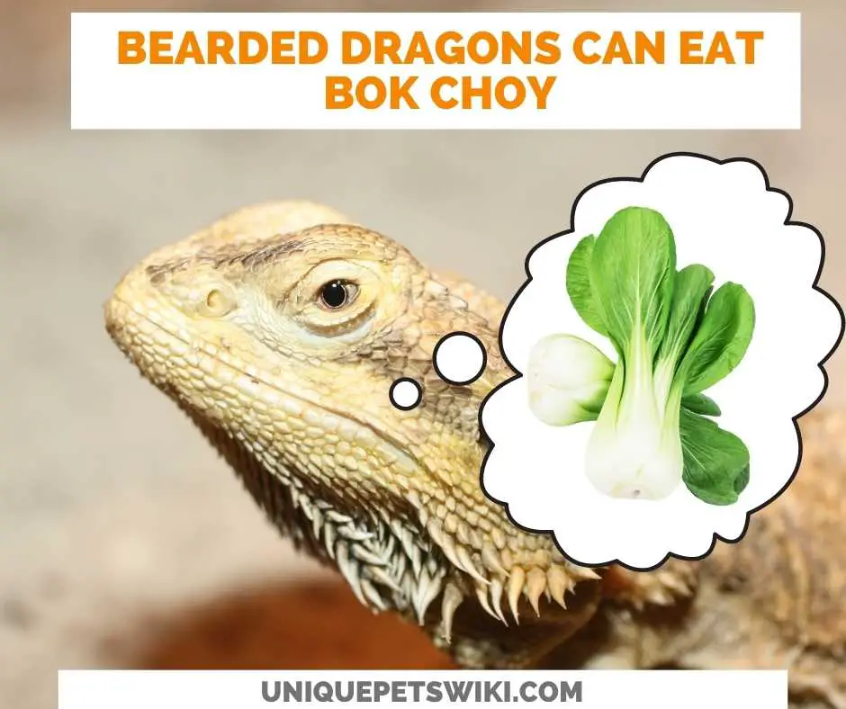Can Bearded Dragons Eat Bok Choy?