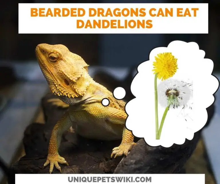 Can Bearded Dragons Eat Dandelions? You'll Be Surprised To Know This!