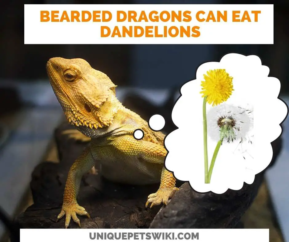 Can Bearded Dragons Eat Dandelions?