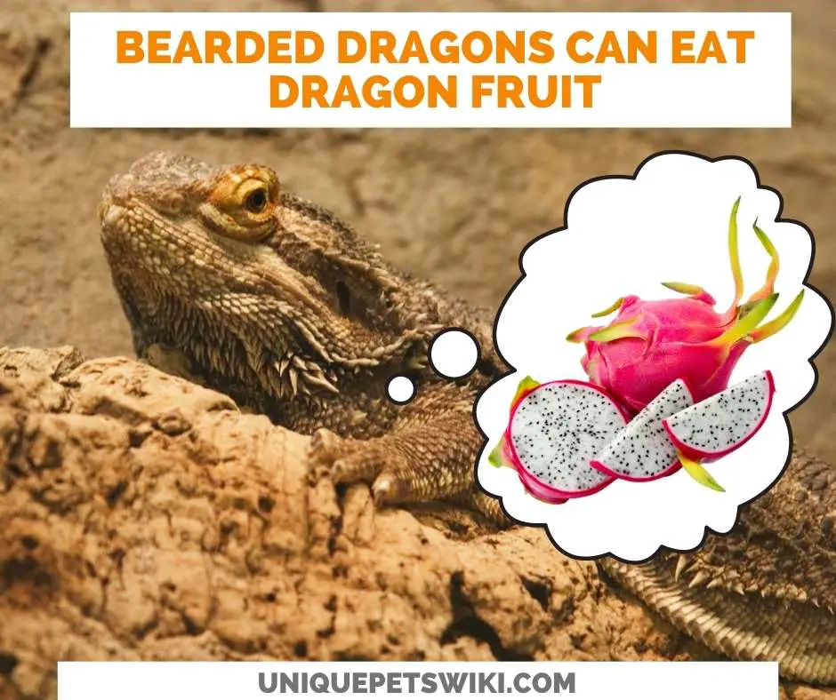 Can Bearded Dragons Eat Dragon Fruit?