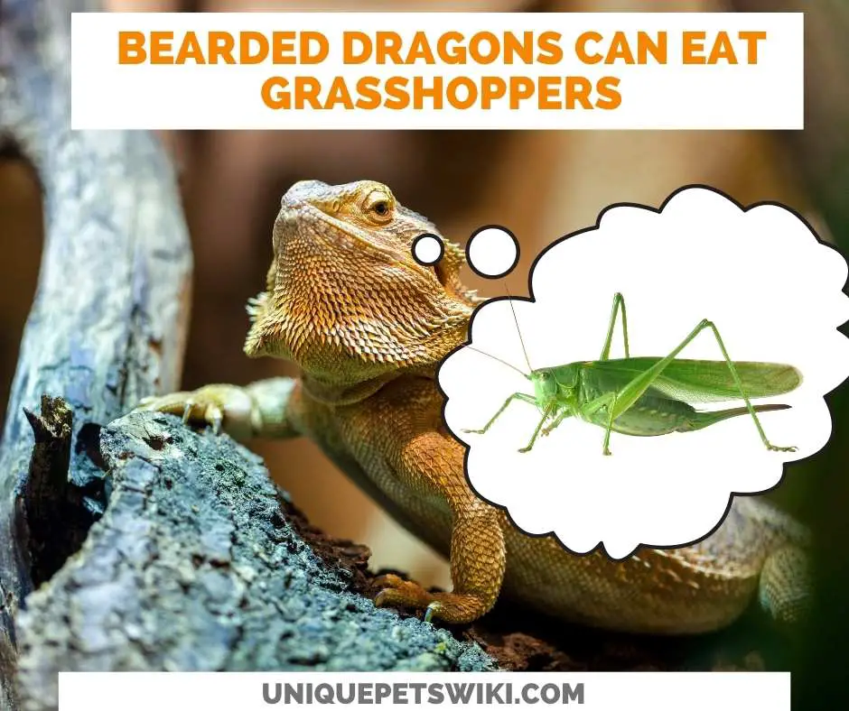 Can Bearded Dragons Eat Grasshoppers?
