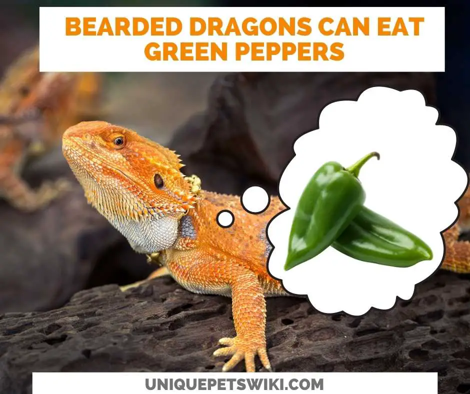Can Bearded Dragons Eat Green Peppers?