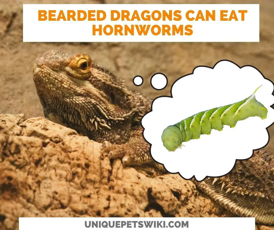 Can Bearded Dragons Eat Hornworms?