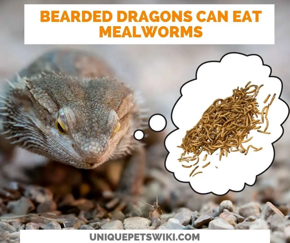 Can Bearded Dragons Eat Mealworms?