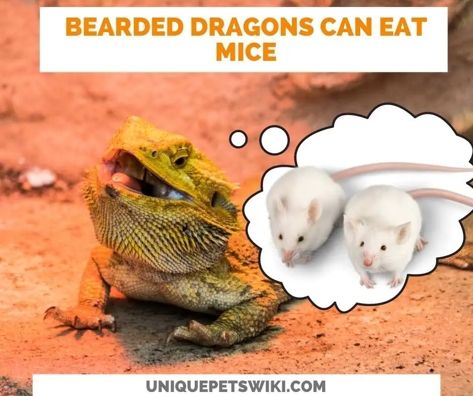 Can Bearded Dragons Eat Mice?