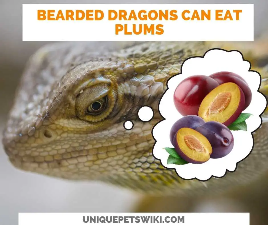 Can Bearded Dragons Eat Plums?