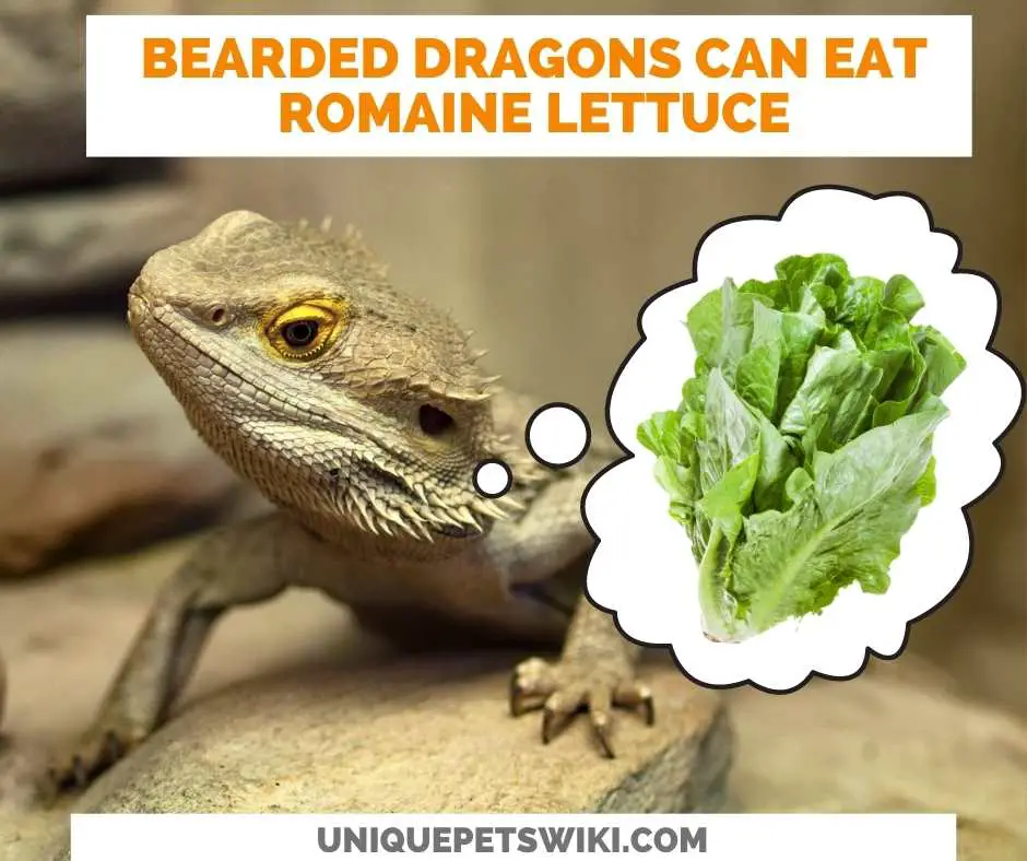 Can Bearded Dragons Eat Romaine Lettuce?