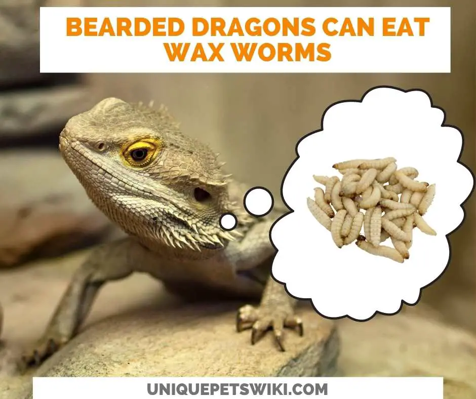 Can Bearded Dragons Eat Wax Worms?