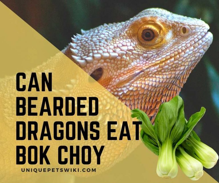 Can Bearded Dragons Eat Bok Choy? Is It Harmful To Your Beardies?