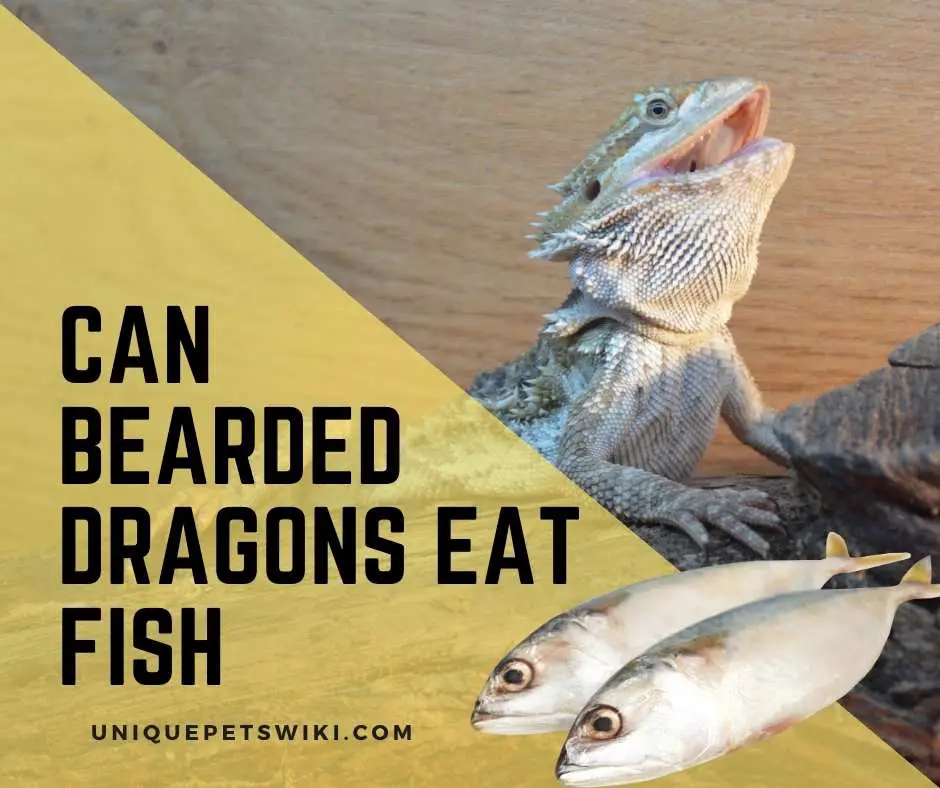 Can Bearded Dragons Eat Fish? - Dragon's Health At Risk!