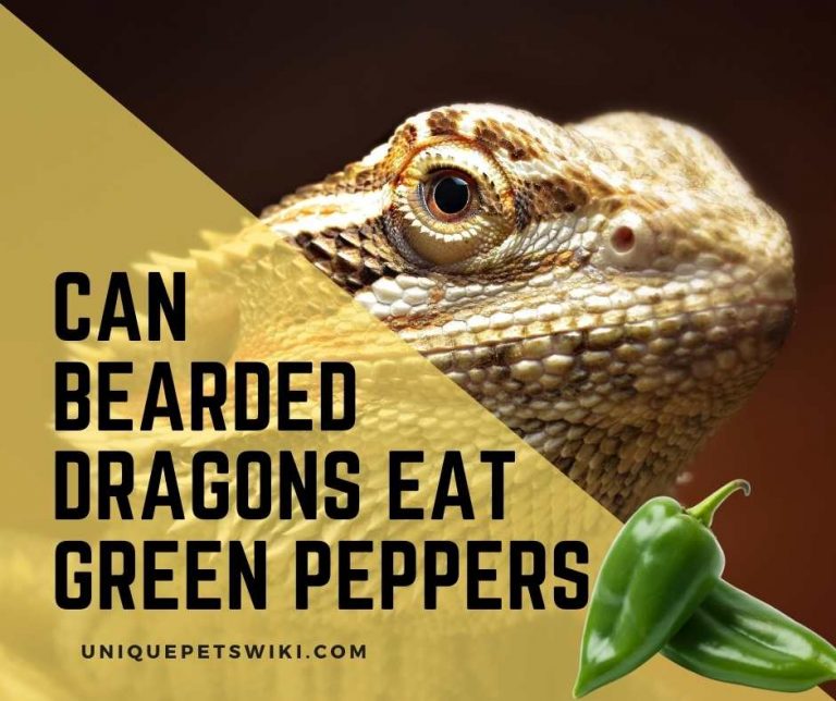 Can Bearded Dragons Eat Green Peppers? Yes! But As Treat Only!